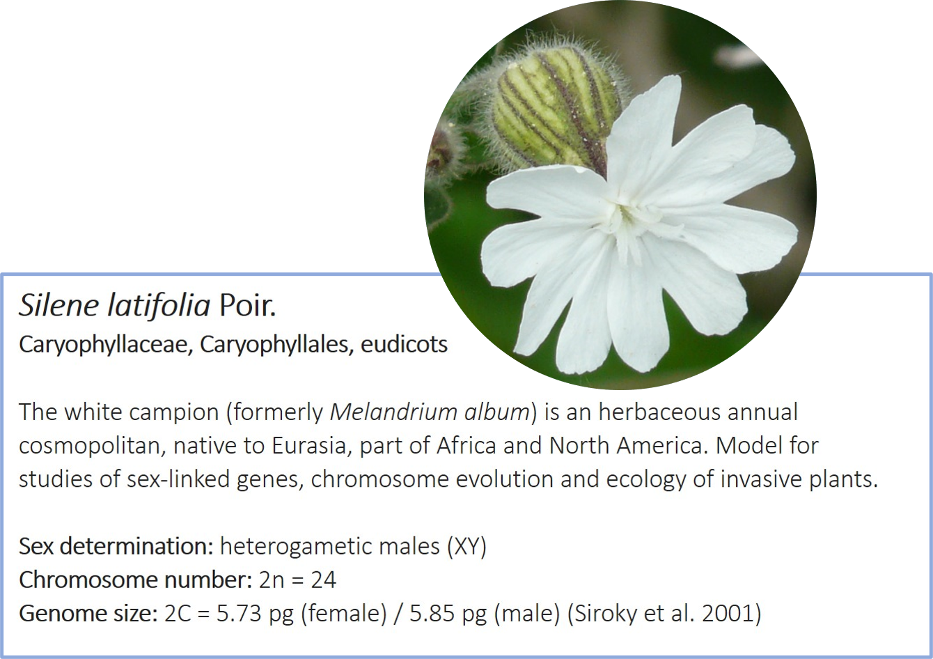 Silene latifolia